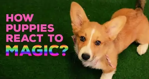 how_puppy_react.png