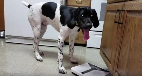 Dog_Jumps_on_Scale.png