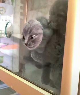 95_fluff.jpg
