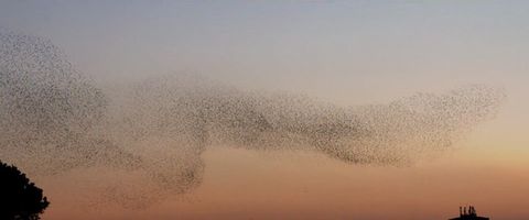 A_bird_ballet.jpg