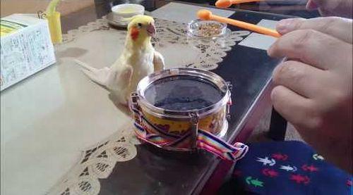 All_This_Birdy_Wants_To_Do.jpg