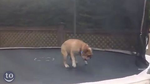 Animals_Jumping_on_Trampolines.jpg