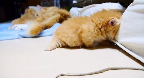 Attack_of_a_kitten.jpg