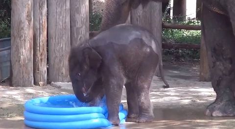 Baby_Elephant_Plays_in_Pool.jpg