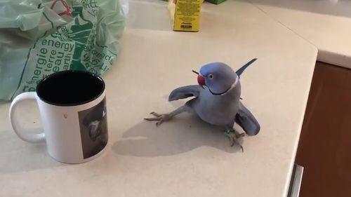 Bird_In_Love.jpg