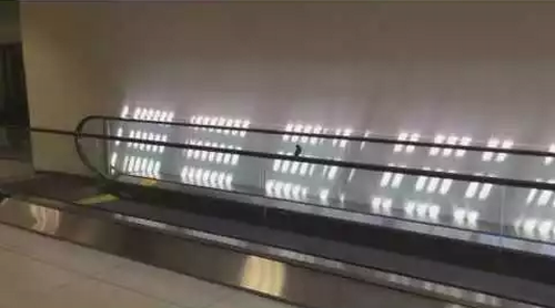 Bird_on_Moving_Walkway.png