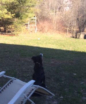 Blue_Thinks_the_Moon_is_a_Ball.jpg