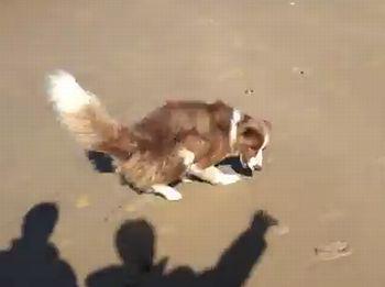 Border_Collie_Chases_Shadow.jpg
