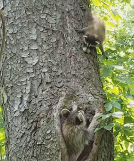Bratty_baby_raccoon.jpg
