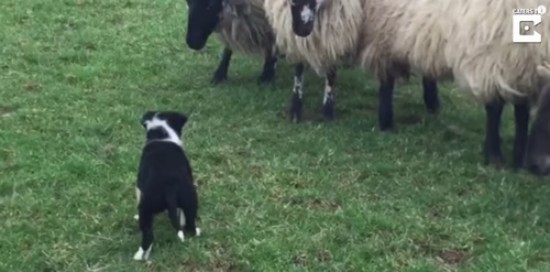 Brave_Sheep_Dogs_First_Day_On_Job.png