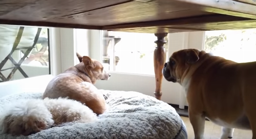 Bulldog_throws_temper_tantrum.png