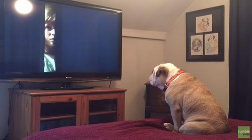 Bulldog_tries_to_warn_little_girl.jpg