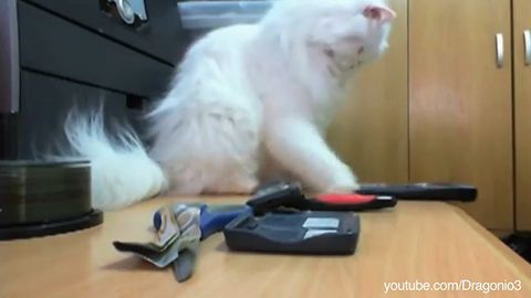 CATS_KNOCKING_SH_T_OVER.jpg