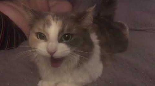 Cali_The_Singing_Cat.jpg