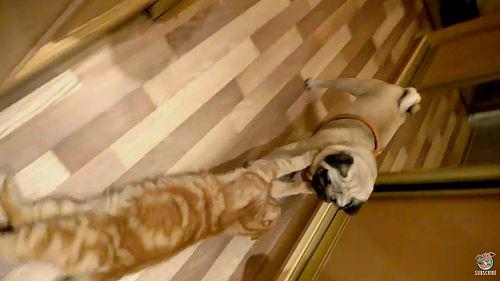 Cat_Claws_Catch_Dog.jpg