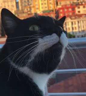 Cat_Fails_to_React.jpg