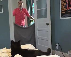 Cat_Freaks_out_After_Owner_Disappears.jpg