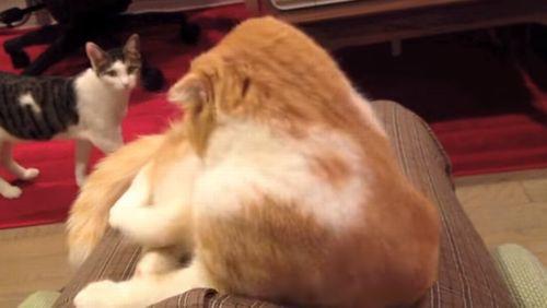 Cat_Is_Envious_of_Other_Cat.jpg
