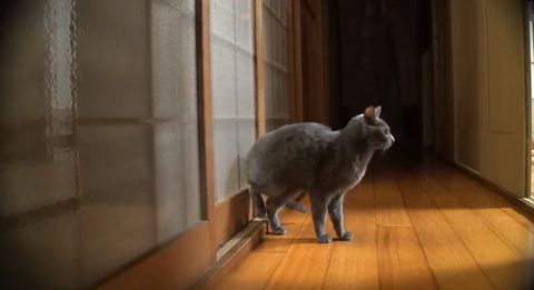 Cat_Knocks_on_Doors.jpg