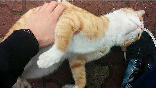Cat_Loves_Attention.jpg