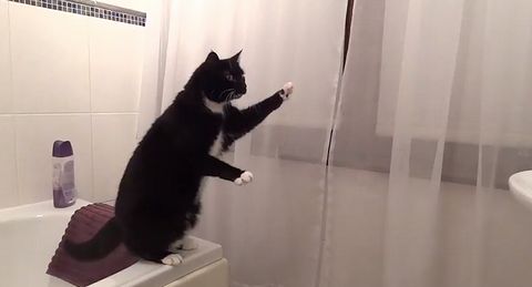 Cat_Poses_in_Mirror.jpg