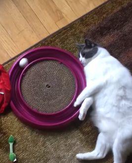 Cat_Purrfectly_Represents.jpg