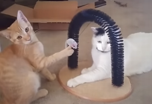Cat_Snap.png
