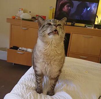 Cat_Sneezes.jpg