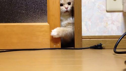 Cat_Tries_to_Grab_Electric_Cord.jpg