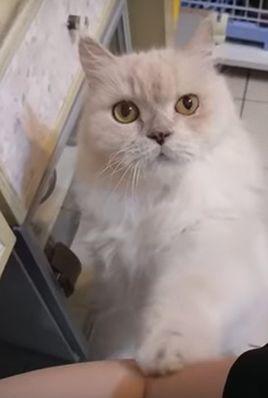 Cat_Wants_His_Human_to_Play.jpg