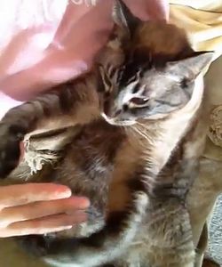 Cat_Wants_Some_Petting.jpg