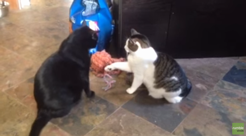 Cat_considers_slapping_bigger_cat.png