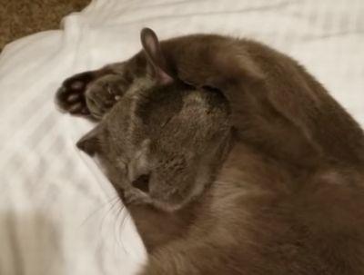 Cat_covers_his_ears.jpg