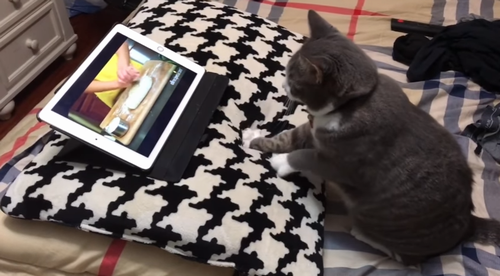 Cat_learns_to_knead_dough.png