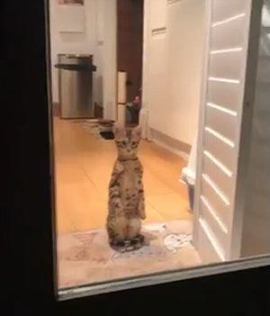 Cat_pulls_off_flawless.jpg