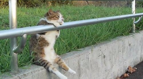 Cat_sitting_relaxed.jpg
