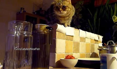 Cat_steals_her_breakfast.jpg