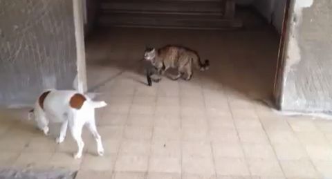 Cat_taking_the_dog_home.jpg