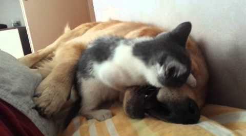 Cat_teasing_dog.jpg