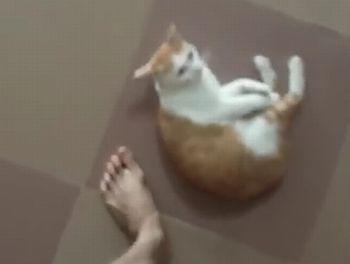 Cat_thinks_hes_a_ball.jpg