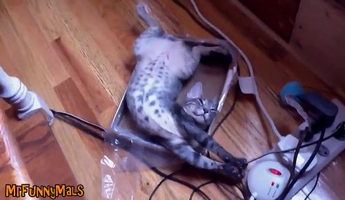 Cats_Sleeping_in_Weird_Positions.jpg