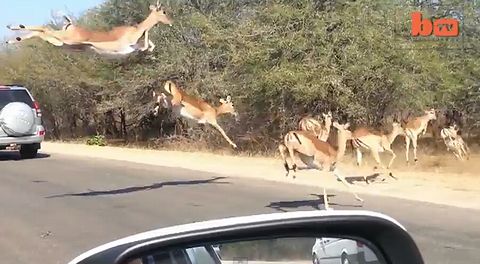 Cheetah_Chases_Impala.jpg