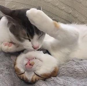 Chin_licks_make_kitty_happy.jpg