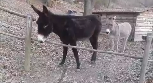 Clever_Donkey.png