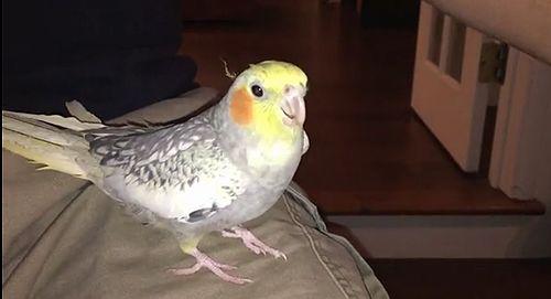 Cockatiel_Ringtone.jpg