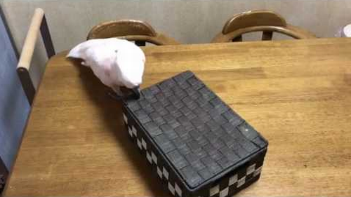 Cockatoo_is_not_taking_any_kitty.png