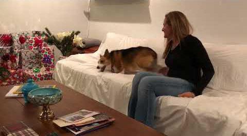 Corgi_no_hugs_or_kisses.jpg