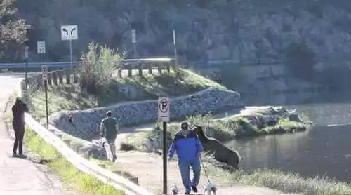 Cow_elk_chases_jogger_and_dog.png