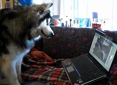 CoysteWatchingTV.jpg