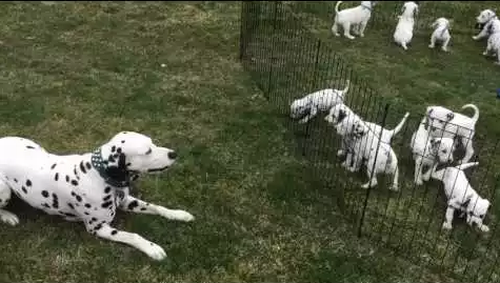 Daddy_Dalmatian.png